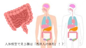 人体模型で見る腸は「西洋人の体形」！？のイメージ